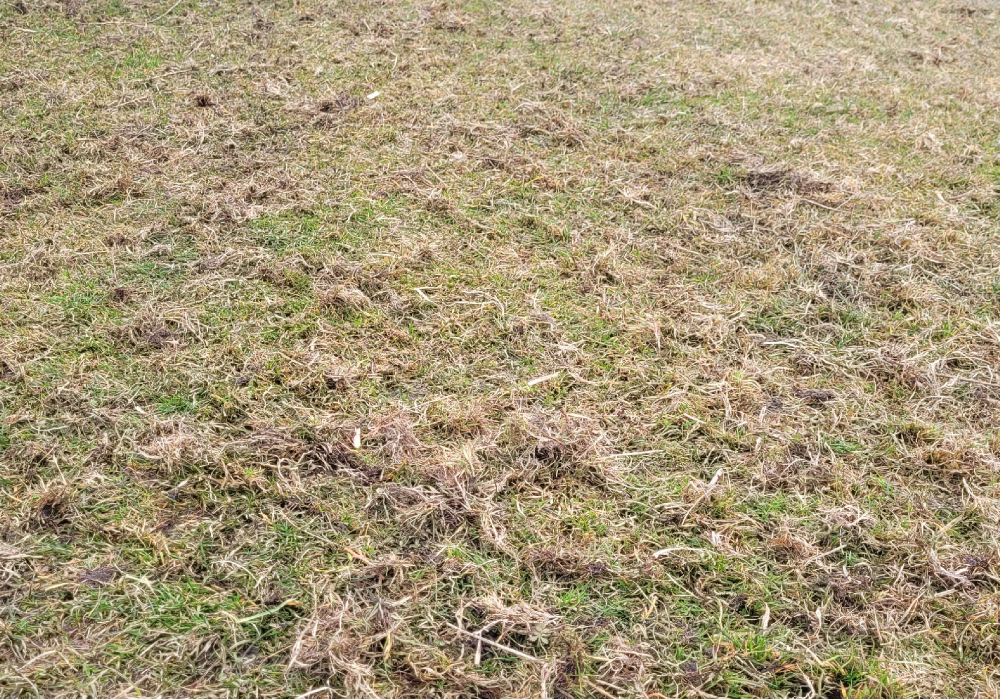 AERATOR DO KOSIARKI TRAKTORKA QUADA BRONA GRABIE WERTYKULATOR AREATOR METAL