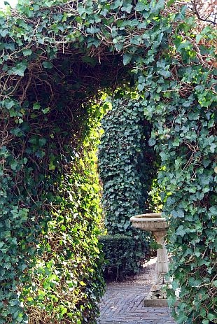 BLUSZCZ HEDERA HELIX ZIMOZIELONY KRZEWY24