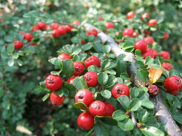 P9 IRGA ROZKRZEWIONA COTONEASTER DUVARICATA