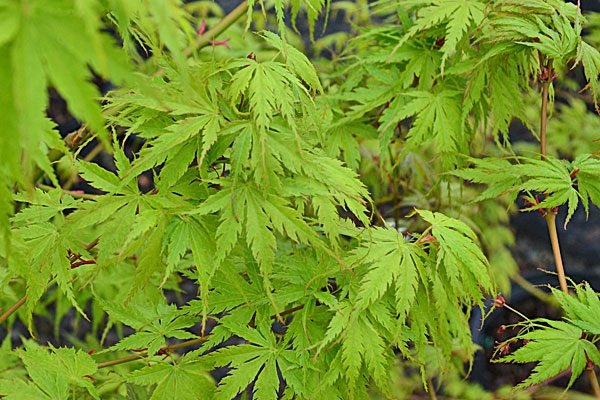 GK KLON PALMOWY ACER PALMATIUM