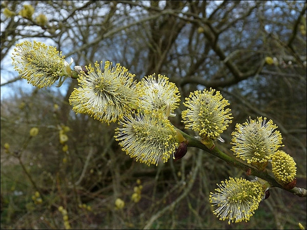 GK WIERZBA IWA MIODODAJNA