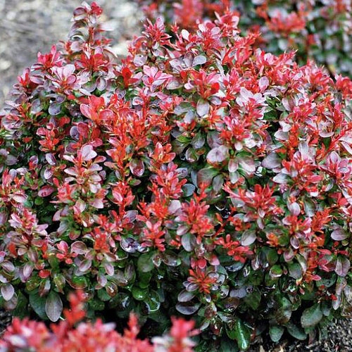 P9 BERBERYS BAGATELLE