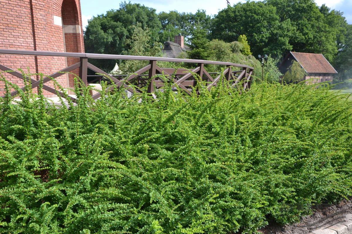 P9 Berberys green carpet