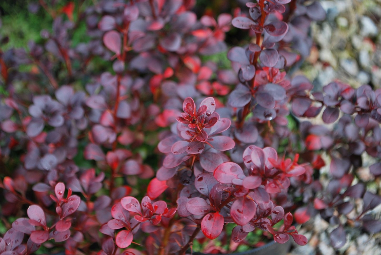 P9 Berberys dart's red lady