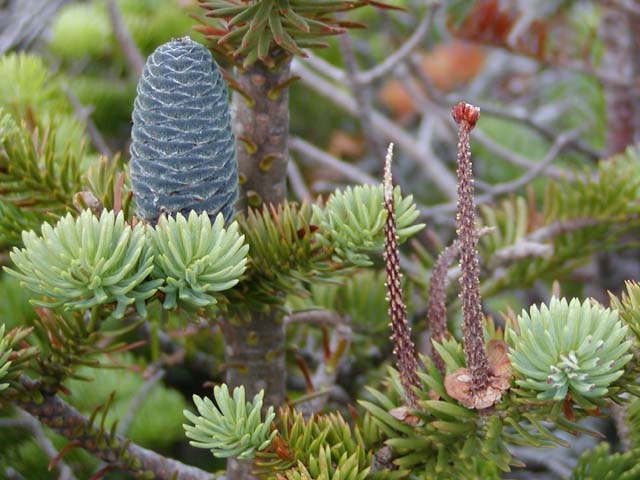 P9 JODŁA BALSAMICZNA 10-20 CM.
