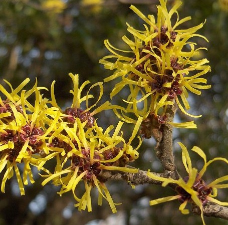 P9 KWITNIE ZIMĄ OCZAR WIRGINIJSKI