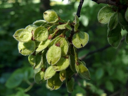 GK WIĄZ SZYPUŁKOWY 30-50 CM.