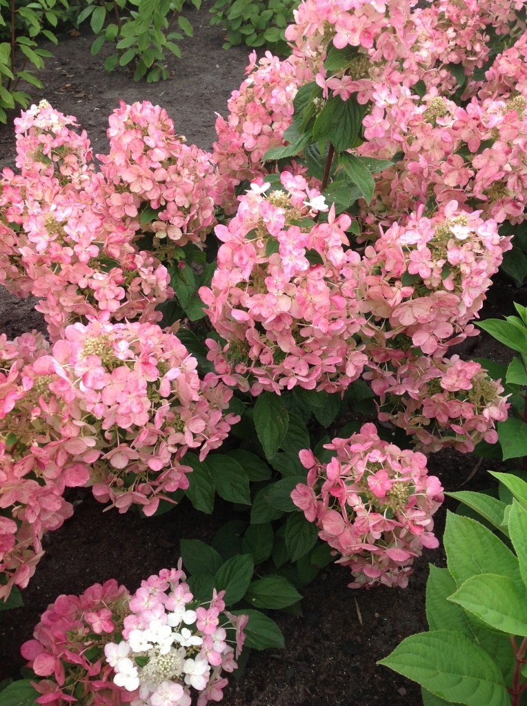 C2 HORTENSJA BUKIETOWA MAGICAL CANDLE