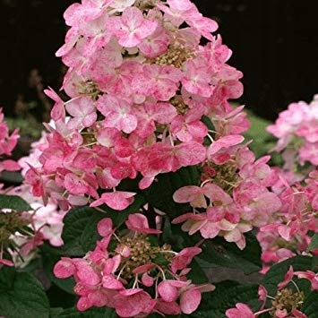 C2 HORTENSJA HYDRANGEA PANICULATA MAGICAL FIRE