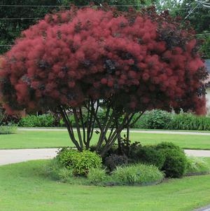 C2 Perukowiec royal purple