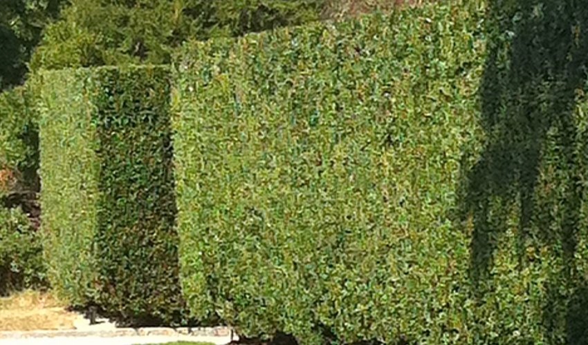 GK LIGUSTR LIGUSTER ZIMOZIELONY