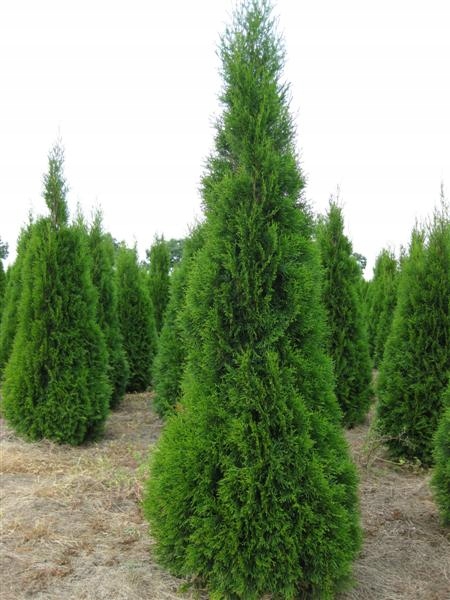 M THUJA TUJA SZMARAGD ŻYWOTNIK ZACHODNI ŻYWOPŁOT