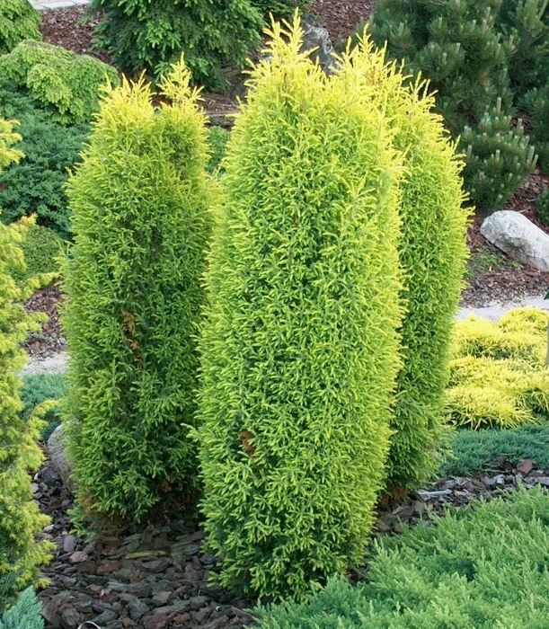 P9 JAŁOWIEC GOLD CONE STOŻKOWY ZŁOTY KRZEW