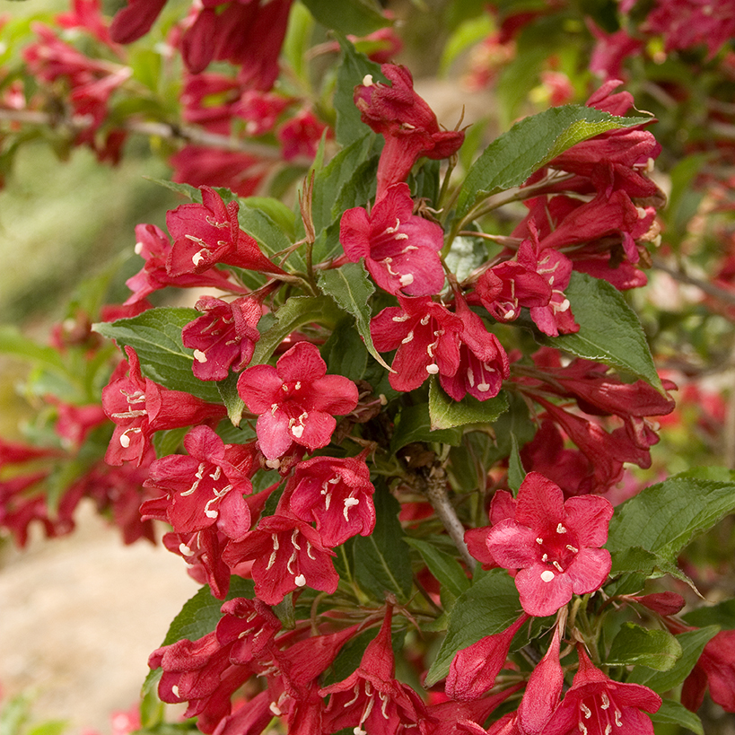 P9 KRZEWUSZKA CUDOWNA WEIGELA RED PRINCE