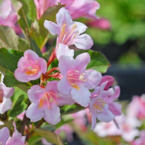 GK KRZEWUSZKA CUDOWNA WEIGELA FLORIDA 80-120 CM.
