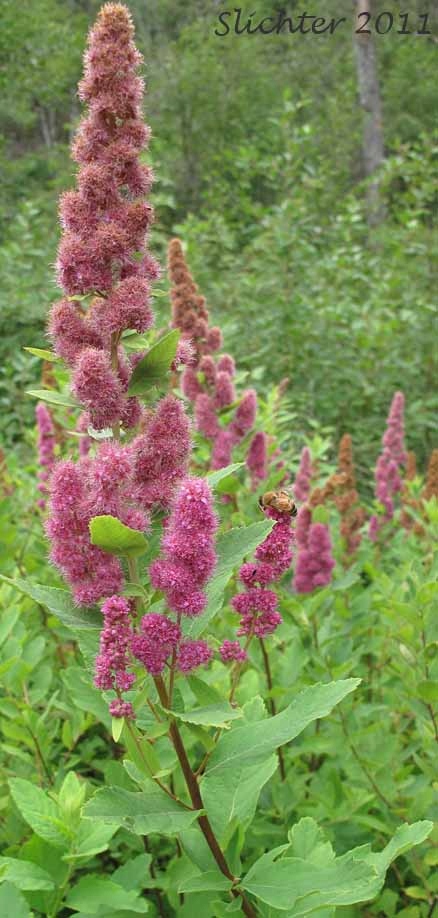 GK TAWUŁA MENZESA 50 CM.