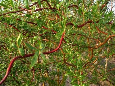 GK Wierzba mandżurska 50 cm. MIODODAJNA