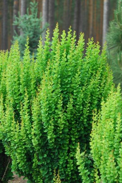 P9 BERBERYS THUNBERGA ERECTA KRZEWY24