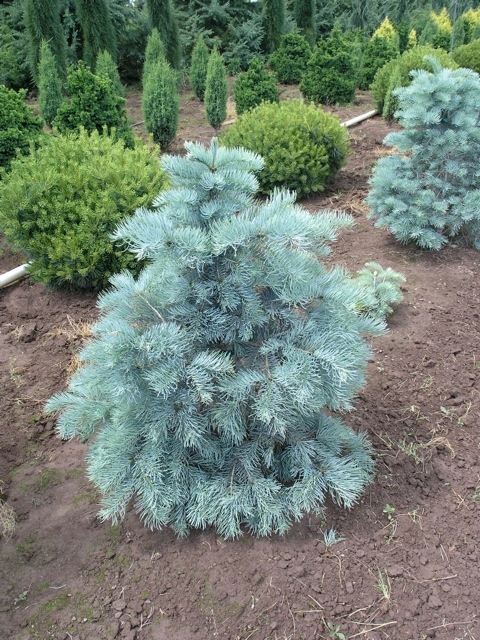 P9 JODŁA SREBRZYSTA ABIES CONCOLOR GLACUA