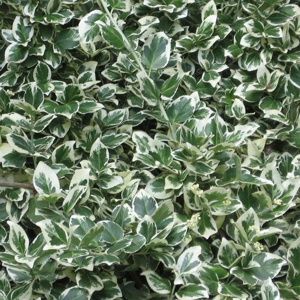 P9 TRZMIELINA ENONYMUS EMERALDEN GAIETY