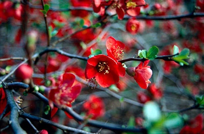 P9 PIGWOWIEC SUPERBA NICOLINE