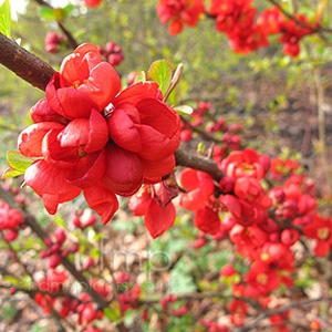 P9 PIGWOWIEC SUPERBA CLEMENTINE