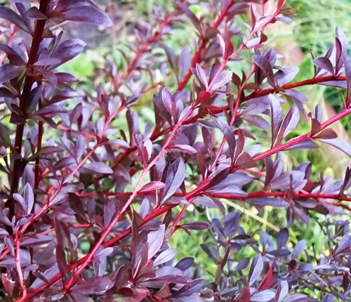 P9 BERBERYS RED CHIEF