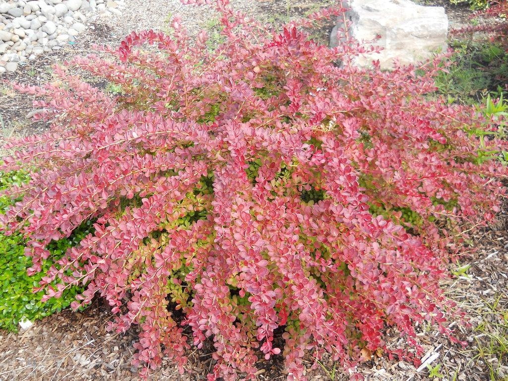 P9 BERBERYS RED CARPET KRZEWY24