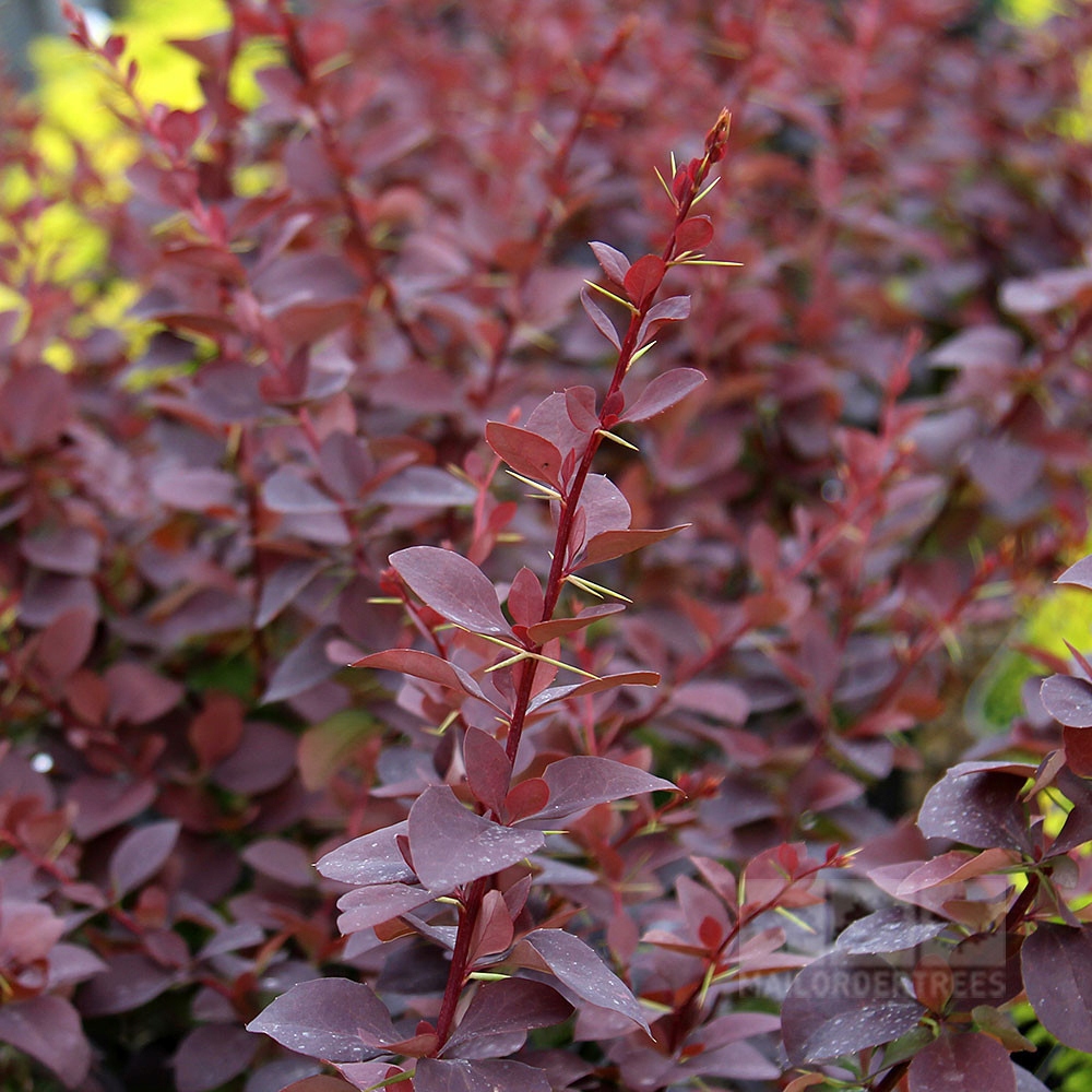 P9 BERBERYS OTTAWSKI SUPERBA