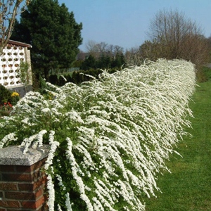 P9 TAWUŁA GREFSHEIM KRZEWY24