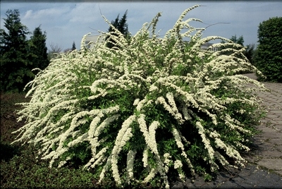 P9 TAWUŁA GREFSHEIM KRZEWY24