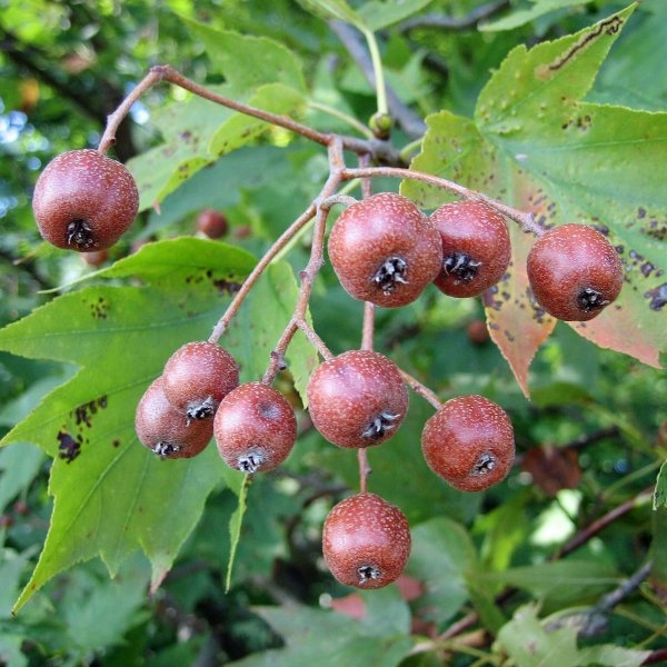 P11 JARZĄB BREKINA KRZEWY24