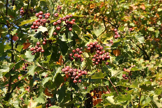 P11 JARZĄB BREKINA KRZEWY24