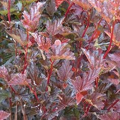 P9 PĘCHERZNICA RED BARON CZERWONOLISTNA KRZEWY24