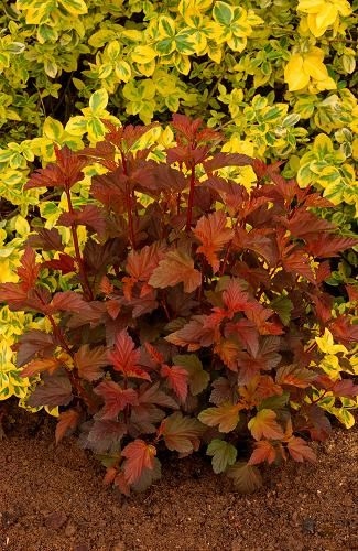 P9 PĘCHERZNICA RED BARON CZERWONOLISTNA KRZEWY24