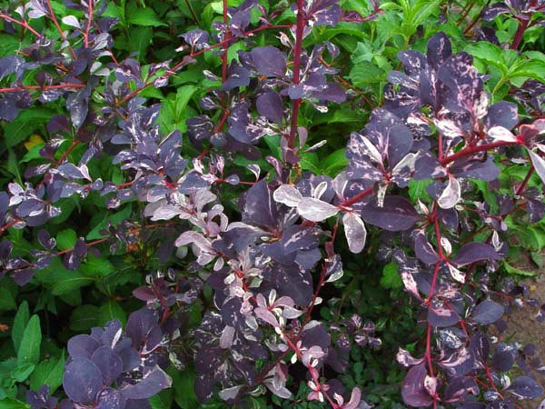 C2 BERBERYS SILVER MILES KRZEWY24