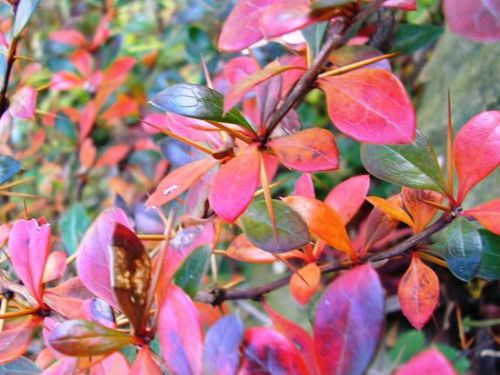 C2 BERBERYS PARKJUWEEL KRZEWY24