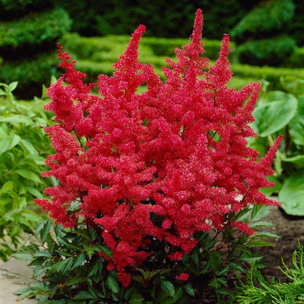 P9 TAWUŁKA ARENDSA Astilbe arendsii Fanal