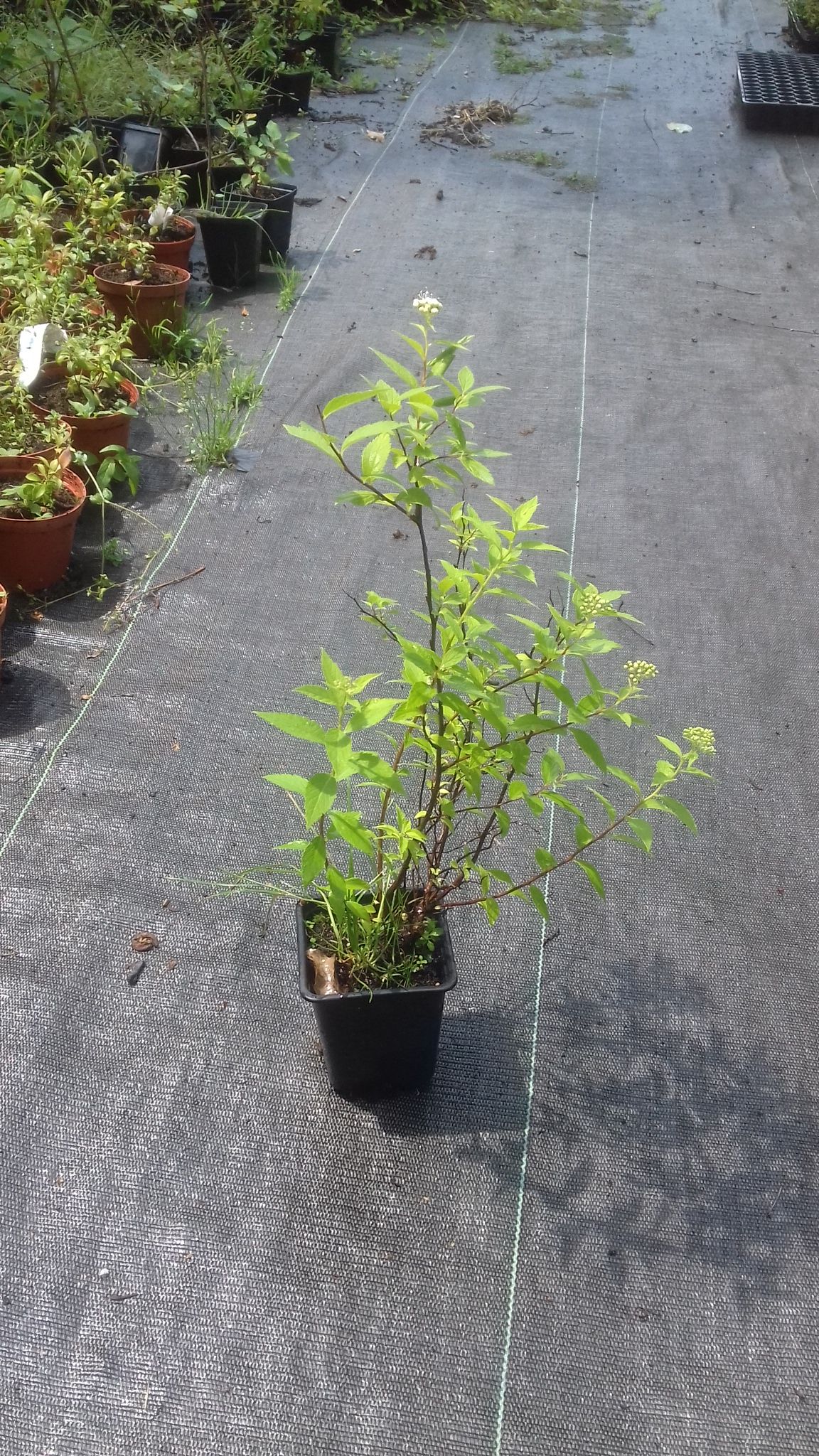 P9 TAWUŁA JAPOŃSKA ALBIFLORA KRZEWY24