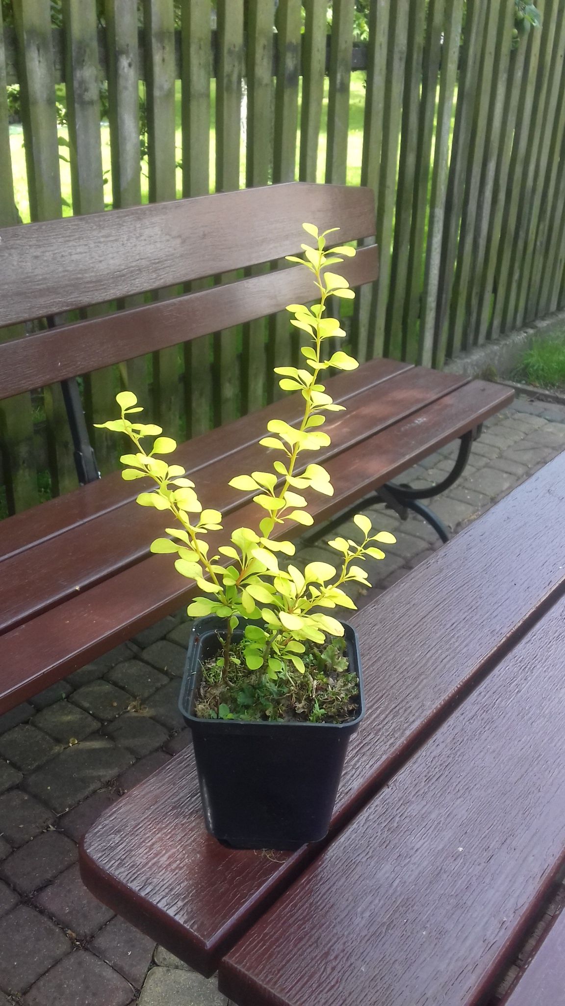 P9 BERBERYS THUNBERGA AUREA KRZEWY24