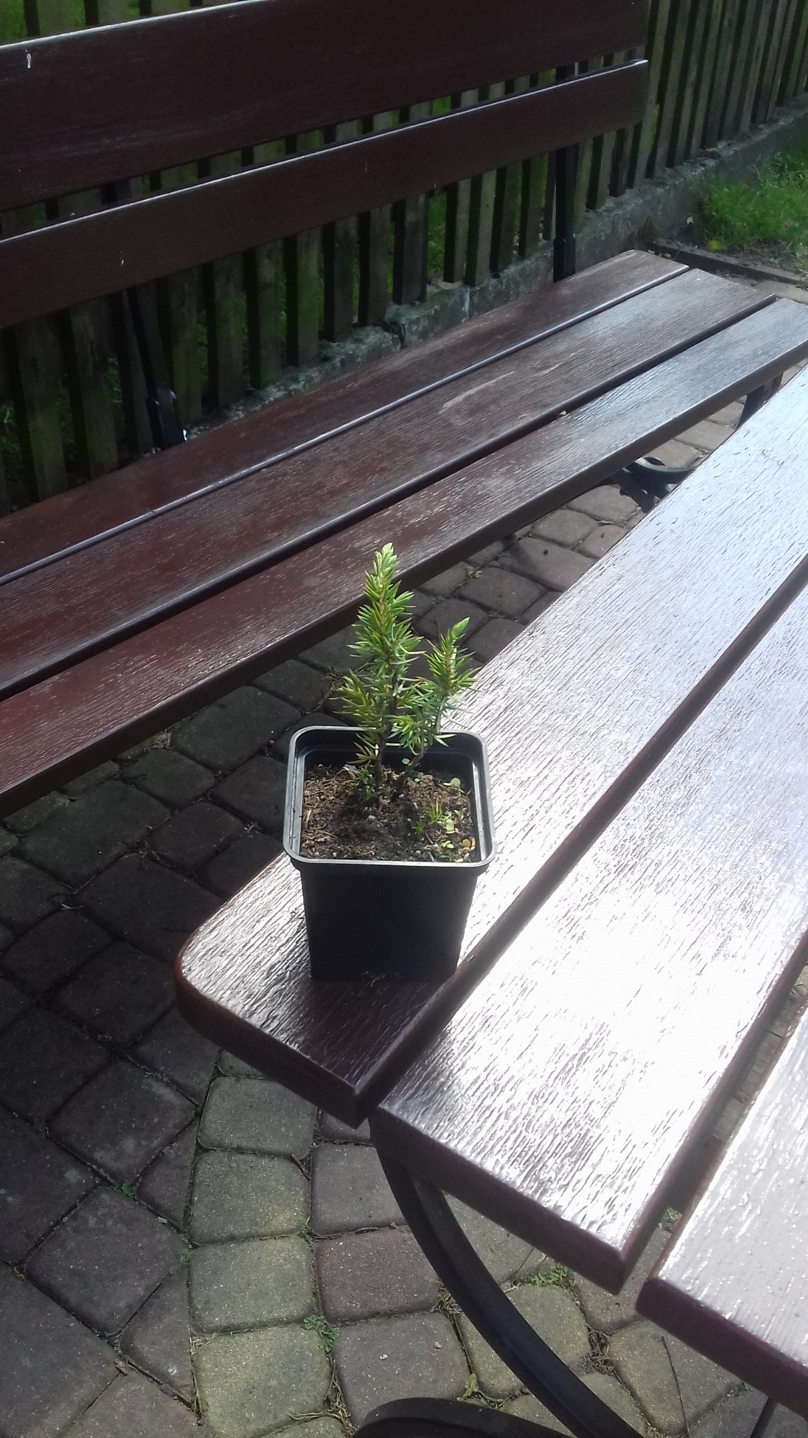 P8 JAŁOWIEC BLUE PACYFIC KRZEWY24