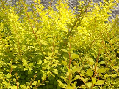 C2 BERBERYS THUNBERGA AUREA KRZEWY24