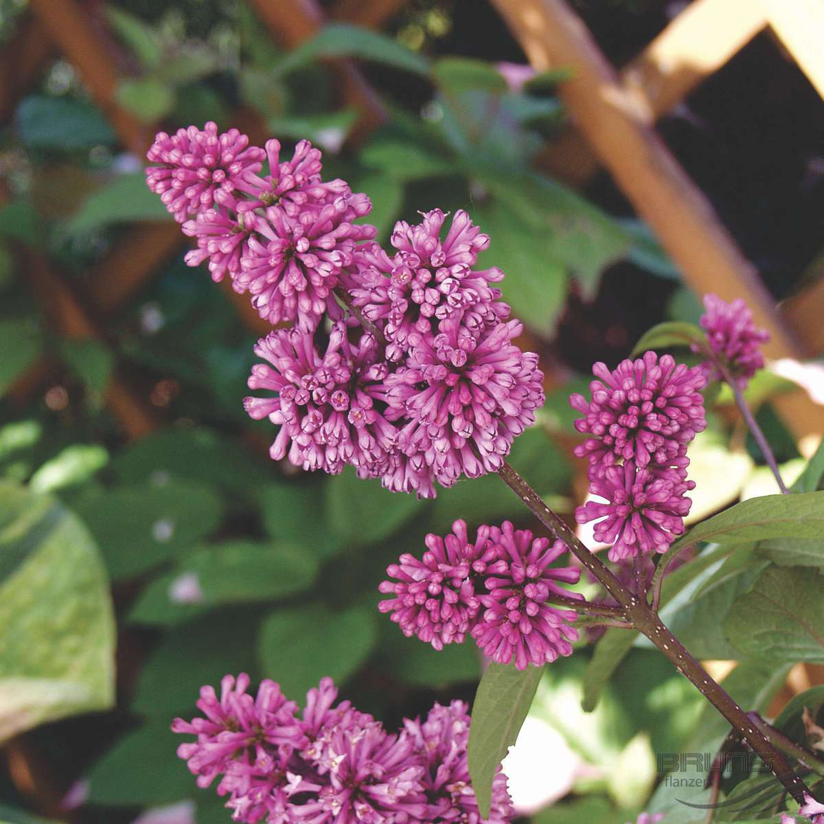 P9 LILAK JOSIKAEA RZADKO SPOTYKANY KRZEWY24