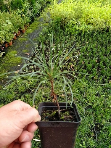 P9 SOSNA ARMANDA PINUS ARMANDII