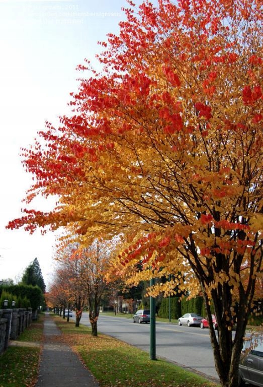 GK GRÓJECZNIK JAPOŃSKI MIODODAJNY