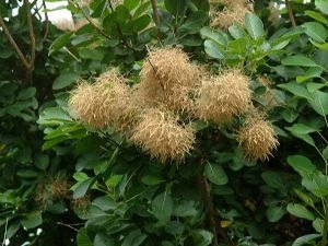 GK PERUKOWIEC PODOLSKI COTINUS COGGYGRIA