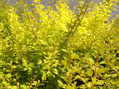 C2 BERBERYS THUNBERGA AUREA KRZEWY24