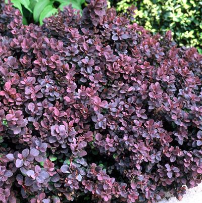 C2 BERBERYS THUNBERGA CONCORDE KRZEWY24