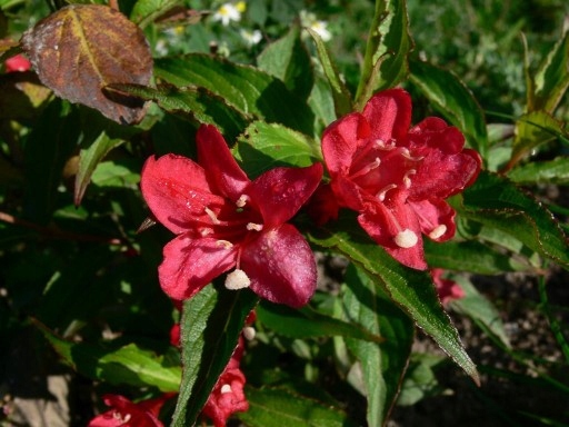 C2 KRZEWUSZKA CUDOWNA WEIGELA RED PRINCE