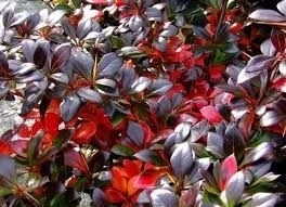 C2 ZIMOZIELONY BERBERYS RED JEWEL